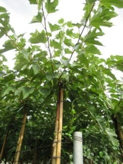 Zwarte Moerbei Als Boom (Morus Nigra) 28 Zwarte Moerbei Als Boom (Morus Nigra) -Planten Verkoopwinkel morus