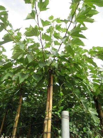 Zwarte Moerbei Als Boom (Morus Nigra) 14 Zwarte Moerbei Als Boom (Morus Nigra) - Afbeelding 14