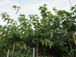 Zwarte Moerbei Als Boom (Morus Nigra) 24 Zwarte Moerbei Als Boom (Morus Nigra) -Planten Verkoopwinkel morus 2