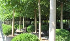 Zwarte Moerbei Als Boom (Morus Nigra) 27 Zwarte Moerbei Als Boom (Morus Nigra) -Planten Verkoopwinkel morus 5