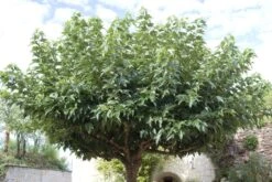 Dakmoerbei (Morus Alba 'Macrophylla') -Planten Verkoopwinkel morus alba02