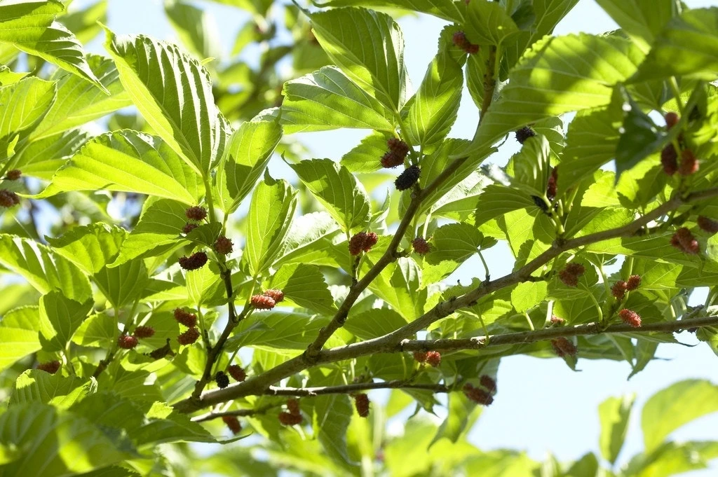 Witte Moerbei (Morus Alba) 2 Witte Moerbei (Morus Alba) - Afbeelding 2