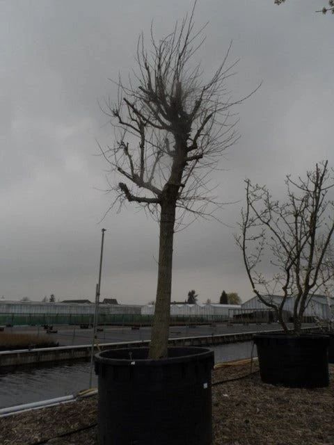 Witte Moerbei (Morus Alba) 8 Witte Moerbei (Morus Alba) - Afbeelding 8