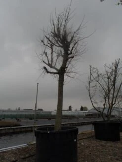 Witte Moerbei (Morus Alba) -Planten Verkoopwinkel morus alba 40 50 1