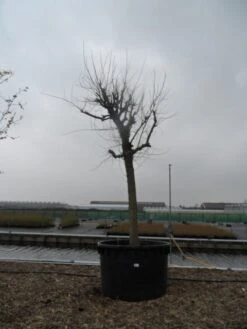 Witte Moerbei (Morus Alba) 29 Witte Moerbei (Morus Alba) -Planten Verkoopwinkel morus alba 40 50 2 1