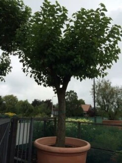 Witte Moerbei (Morus Alba) 31 Witte Moerbei (Morus Alba) -Planten Verkoopwinkel morus alba 62 63 1