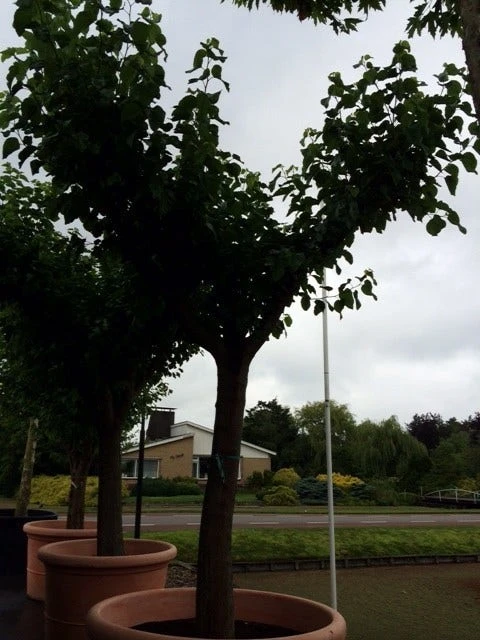 Witte Moerbei (Morus Alba) 11 Witte Moerbei (Morus Alba) - Afbeelding 11