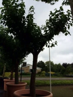 Witte Moerbei (Morus Alba) -Planten Verkoopwinkel morus alba 62 cm