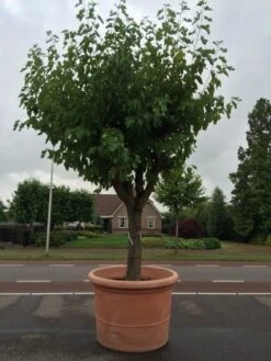Witte Moerbei (Morus Alba) -Planten Verkoopwinkel morus alba 68 69cm