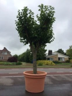 Witte Moerbei (Morus Alba) -Planten Verkoopwinkel morus alba 68cm