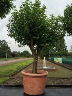 Witte Moerbei (Morus Alba) -Planten Verkoopwinkel morus alba 75cm