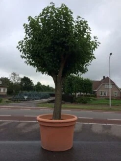 Witte Moerbei (Morus Alba) 34 Witte Moerbei (Morus Alba) -Planten Verkoopwinkel morus alba 78cm 1