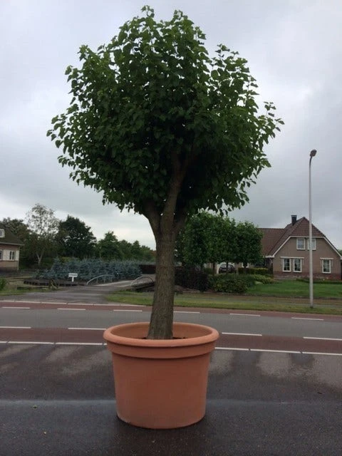 Witte Moerbei (Morus Alba) 15 Witte Moerbei (Morus Alba) - Afbeelding 15