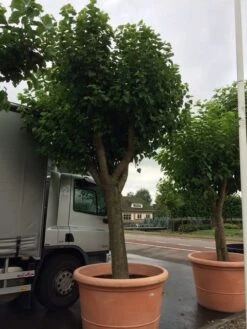 Witte Moerbei (Morus Alba) -Planten Verkoopwinkel morus alba 80cm