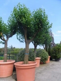 Witte Moerbei (Morus Alba) -Planten Verkoopwinkel morus alba en nigra oude solitaire knotvorm