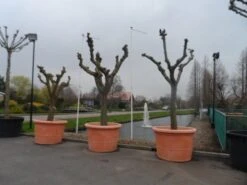 Witte Moerbei (Morus Alba) -Planten Verkoopwinkel morus alba knotvorm solitair 1