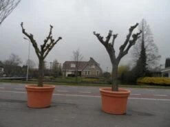 Witte Moerbei (Morus Alba) 39 Witte Moerbei (Morus Alba) -Planten Verkoopwinkel morus alba knotvorm solitair 2 1