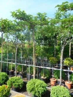 Dakmoerbei (Morus Alba 'Macrophylla') 25 Dakmoerbei (Morus Alba 'Macrophylla') -Planten Verkoopwinkel morus alba macrophylla 10 12ho cont. dakvorm 1