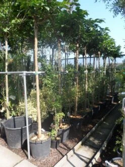 Dakmoerbei (Morus Alba 'Macrophylla') -Planten Verkoopwinkel morus alba macrophylla 14 16ho cont