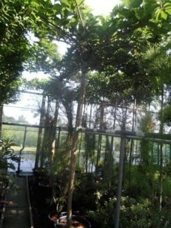 Dakmoerbei (Morus Alba 'Macrophylla') -Planten Verkoopwinkel morus alba macrophylla 14 16ho cont. dakvorm