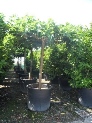 Dakmoerbei (Morus Alba 'Macrophylla') 13 Dakmoerbei (Morus Alba 'Macrophylla') - Afbeelding 13