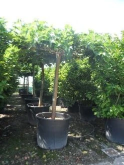 Dakmoerbei (Morus Alba 'Macrophylla') -Planten Verkoopwinkel morus alba macrophylla 25 30 35ho c500 dakvorm