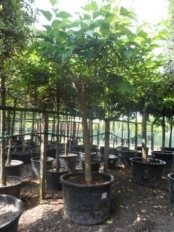 Dakmoerbei (Morus Alba 'Macrophylla') -Planten Verkoopwinkel morus alba macrophylla 35 40ho c500 dakvorm