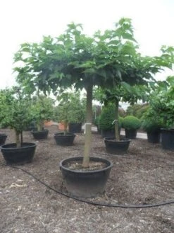 Dakmoerbei (Morus Alba 'Macrophylla') -Planten Verkoopwinkel morus alba macrophylla 35 40ho c500 natuurlijke dakvorm