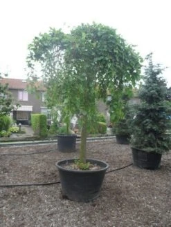 Moerbei Als Treurboom (Morus Alba 'Pendula') -Planten Verkoopwinkel morus alba pendula 35 40ho c500