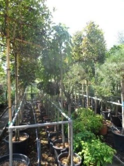 Moerbei Als Treurboom (Morus Alba 'Pendula') -Planten Verkoopwinkel morus alba pendula 8 10 12ho cont