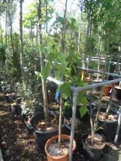 Moerbei Als Treurboom (Morus Alba 'Pendula') -Planten Verkoopwinkel morus alba pendula halfstam c20