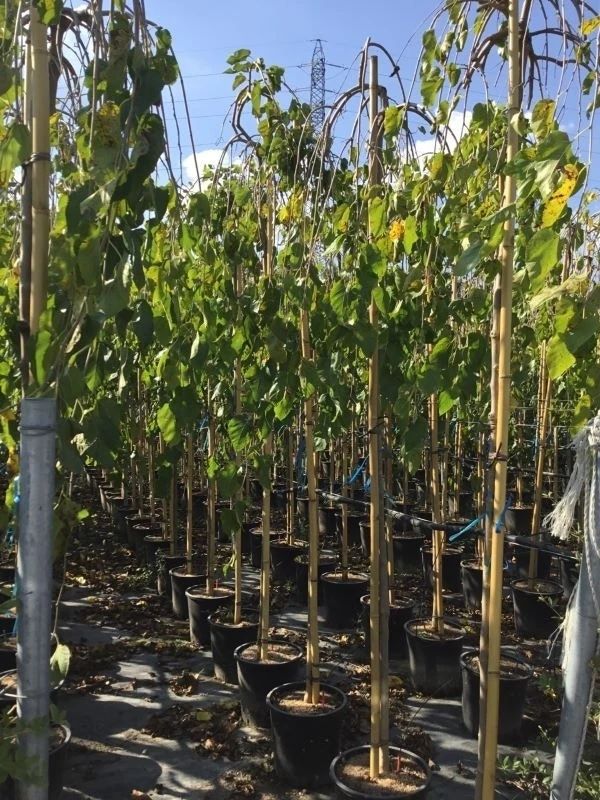 Moerbei Als Treurboom (Morus Alba 'Pendula') 8 Moerbei Als Treurboom (Morus Alba 'Pendula') - Afbeelding 8