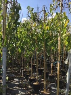 Moerbei Als Treurboom (Morus Alba 'Pendula') -Planten Verkoopwinkel morus laba pendula 8 10