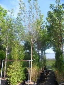 Zwarte Moerbei Als Boom (Morus Nigra) 19 Zwarte Moerbei Als Boom (Morus Nigra) -Planten Verkoopwinkel morus nigra 14 16ho cont