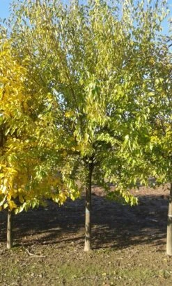 Zwarte Moerbei Als Boom (Morus Nigra) 22 Zwarte Moerbei Als Boom (Morus Nigra) -Planten Verkoopwinkel morus nigra 1