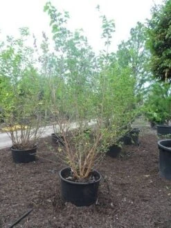 Zwarte Moerbei Als Boom (Morus Nigra) 21 Zwarte Moerbei Als Boom (Morus Nigra) -Planten Verkoopwinkel morus nigra 250 300 350 c160