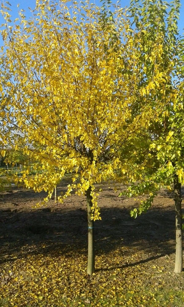 Zwarte Moerbei Als Boom (Morus Nigra) 9 Zwarte Moerbei Als Boom (Morus Nigra) - Afbeelding 9
