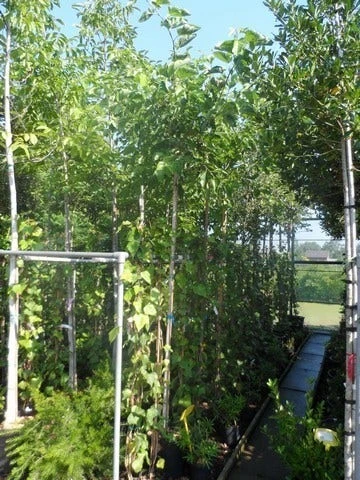 Zwarte Moerbei Als Boom (Morus Nigra) 2 Zwarte Moerbei Als Boom (Morus Nigra) - Afbeelding 2