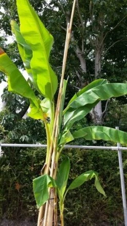 Bananenboom (Musa Basjoo) -Planten Verkoopwinkel musabasjoo02