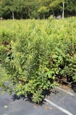 Gagel (Myrica Gale) -Planten Verkoopwinkel myrica gale