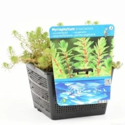 Diamantkruid (Myriophyllum 'Red Stem') -Planten Verkoopwinkel myriophyllum brasil. s 1