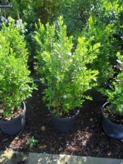 Dwergmirte (Myrtus Communis 'Tarentina') -Planten Verkoopwinkel myrtus communis c10