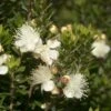 Dwergmirte (Myrtus Communis 'Tarentina') -Planten Verkoopwinkel myrtus communis tarentina