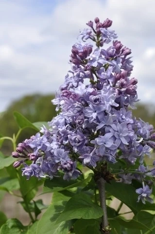 Sering (Syringa Vulgaris 'Nadezhda') 1 Sering (Syringa Vulgaris 'Nadezhda')