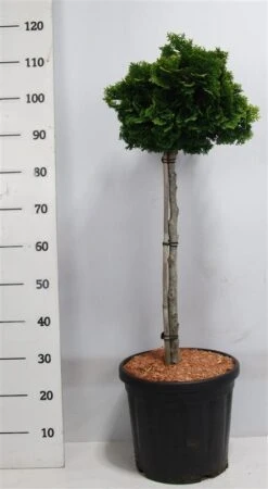 Dwergcypres Op Stam (Chamaecyparis Obtusa 'Nana Gracilis') -Planten Verkoopwinkel nanagracilis
