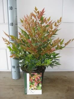 Hemelse Bamboe (Nandina Domestica 'Gulf Stream') -Planten Verkoopwinkel nandina dom. gulfstream c2 26 07 2017