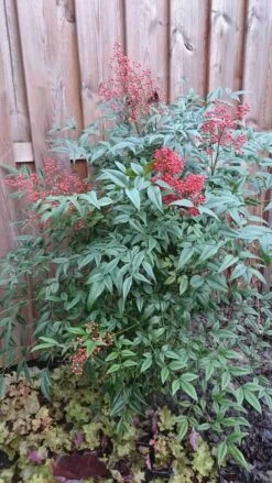 Hemelse Bamboe (Nandina Domestica) -Planten Verkoopwinkel nandina domestica 1
