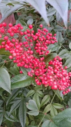 Hemelse Bamboe (Nandina Domestica) -Planten Verkoopwinkel nandina domestica 2 1