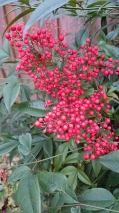 Hemelse Bamboe (Nandina Domestica) -Planten Verkoopwinkel nandina domestica 3