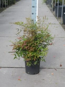 Hemelse Bamboe (Nandina Domestica) -Planten Verkoopwinkel nandina domestica 50 60 c10 1